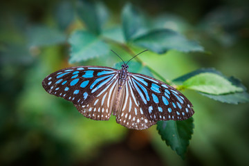 butterfly in the garden