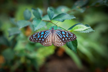 butterfly in the garden