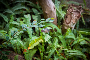 butterfly in the garden