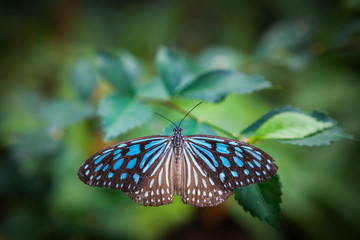 butterfly in the garden