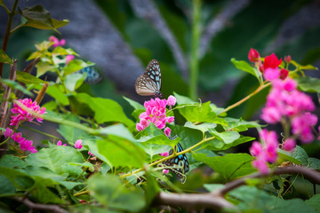butterfly in the garden