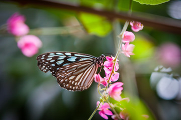 butterfly in the garden