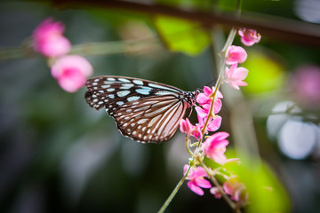 Naklejka na ściany i meble butterfly in the garden
