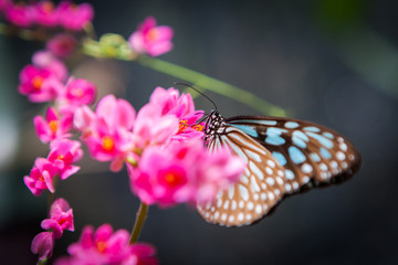 butterfly in the garden