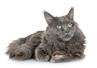 maine coon cat