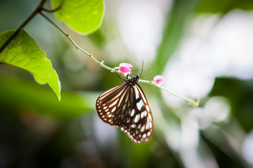butterfly in the garden