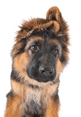 puppy german shepherd