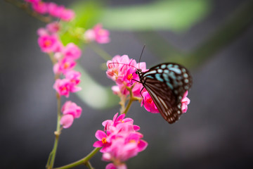 butterfly in the garden