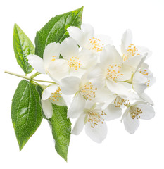 Blooming jasmine flowers isolated on white.