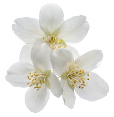 Naklejka na ściany i meble Blooming jasmine branch isolated on white.