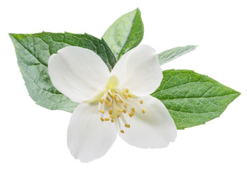 Blooming jasmine flower isolated on white.