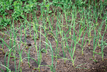 Young garlic growing in spring garden.