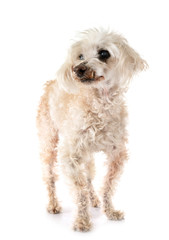 old poodle in studio