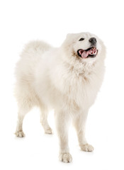 Fototapeta premium samoyed dog in studio