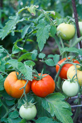 Ripe and unripe tomatoes growing on bush in the garden