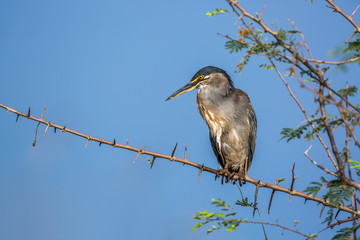 Green backed heron isolated in blue backgound in Kruger National park, South Africa ; Specie Butorides striata family of Ardeidae