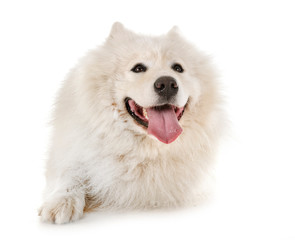 Obraz premium samoyed dog in studio