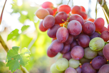 Ripe purple grapes on vines in sunbeams