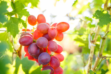 Ripe purple grapes on vines in sunbeams