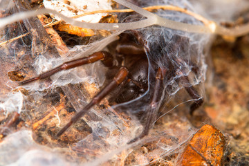 The spider and its web / Amaurobius erberi