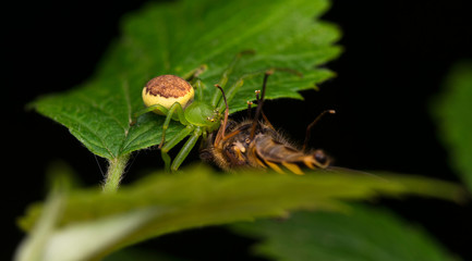 The crab spider with its prey