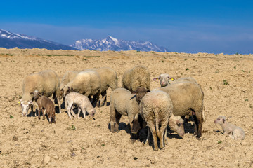 Herd of sheeps