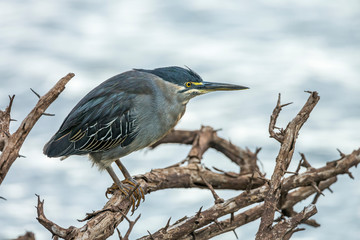 Green backed heron perched in branch in Kruger National park, South Africa ; Specie Butorides striata family of Ardeidae