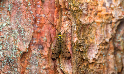 Mecoptera / Scorpion fly on the tree trunk