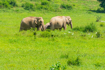 Fototapeta premium Group of wild elephants eating grass in the meadow