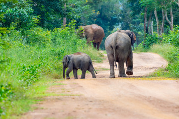 Wild elephants walking on the pathway