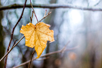 Lone dry maple leaf on a tree in the forest in the fall_