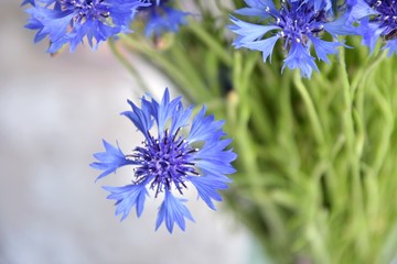 Blue knapweed flowers with selective focus and blurred flower on background. Beautiful wild bluet flower with tender petals and stamen. Seasonal summer wild flowers. Blooming cornflower 