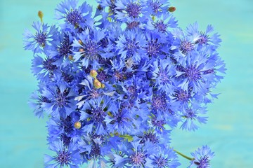 A bouquet of blue cornflowers with beautiful petals and stamens on blurred turquoise background. Selective focus. Bunch of knapweed flowers on blue backdrop. Seasonal wild bluet flowers. 