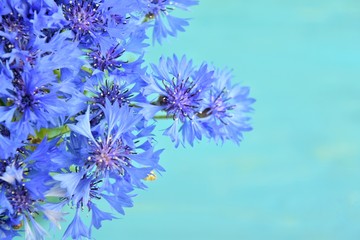 Blue knapweed flowers with selective focus and blurred tender petals on turquoise background. Beautiful wild bluet flower. Seasonal wild summer flowers on blue backdrop. A bouquet of blue cornflowers