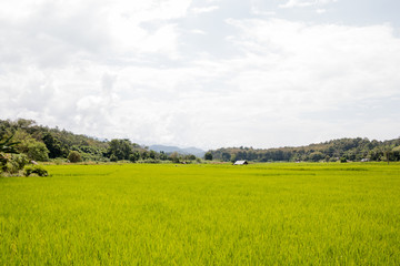 Rice Field in north of Thailand