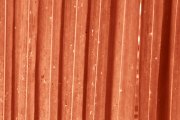  Natural abstract background Light gray long leaves.