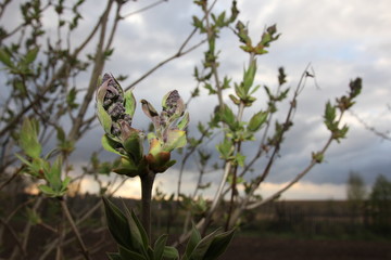 lilac Bud on sky background