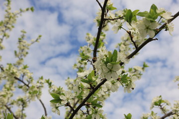 Plum tree blossom in may