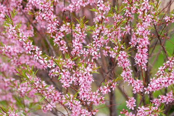 Fototapeta premium Pink almond flowers on the branches