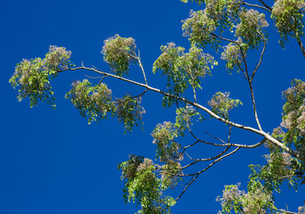 Siamese neem tree  flowers are blooming.