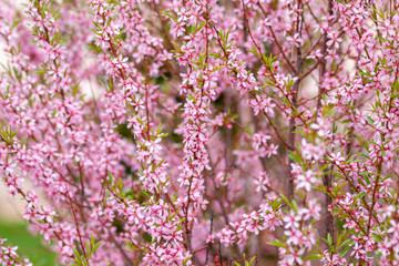 Fototapeta premium Pink almond flowers on the branches