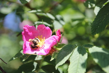 Rose hip flower with leaves on a flower sitting bee, close up