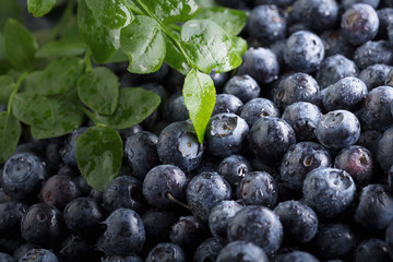  Ripe and juicy fresh picked blueberries closeup.