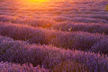 Naklejka na ściany i meble Flowers in the lavender fields in the Provence mountains.
