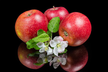 Red apples among flowers and leaves on a black background