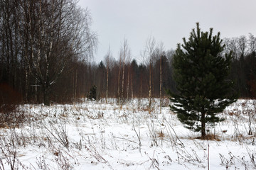 Fototapeta na wymiar Tree branches in winter