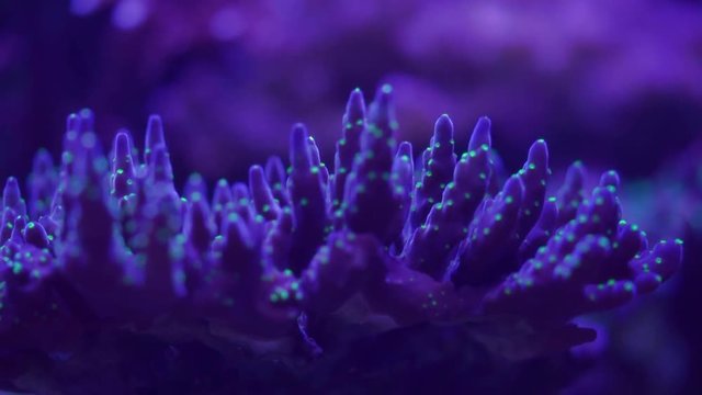 Closeup shoot of acropora sps stony hard corals