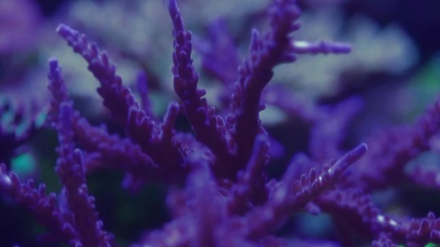 Closeup shoot of acropora sps stony hard corals