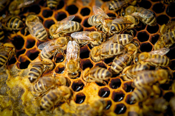 Bees On Honeycomb In Apiary