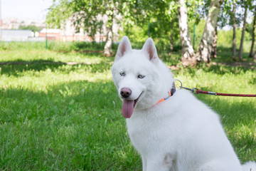 White siberian husky with blue eyes is sitting on a spring meadow. Pet animals.